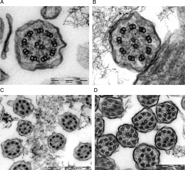 Figure 2