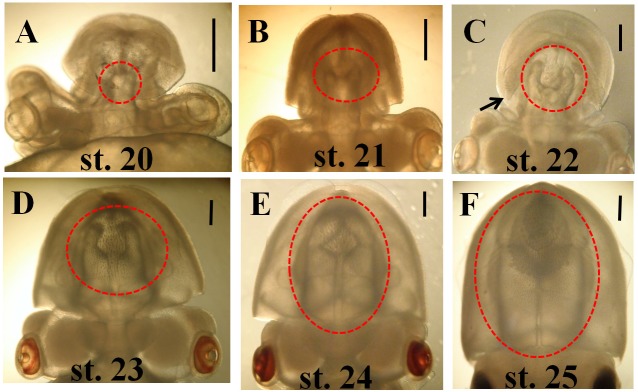 Fig. 9.