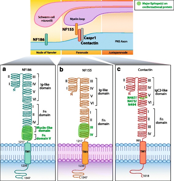 Fig. 3