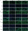 Figure 11