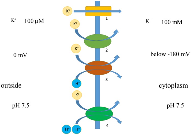 FIGURE 7