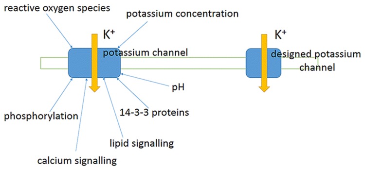 FIGURE 11