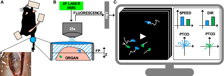 Figure 1