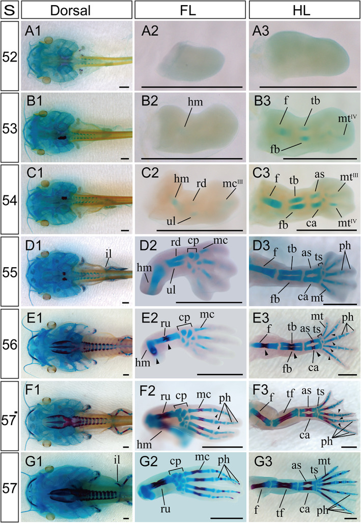 FIGURE 11