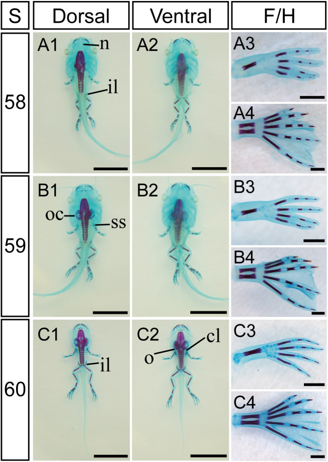 FIGURE 13
