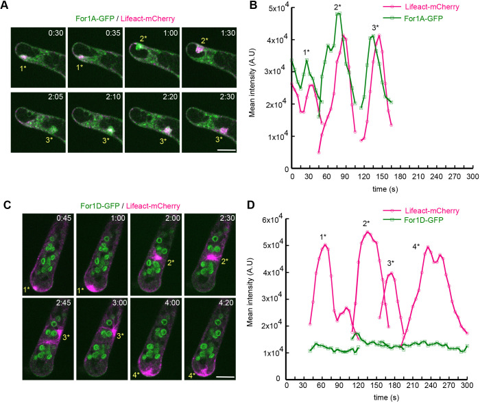 Fig. 6. For1A and For1D differentially contribute to cytosolic actin structures. Apical cells expressing (A) For1A–GFP (green) or (C) For1D–GFP (green) with Lifeact–mCherry (magenta) growing in microfluidic imaging chambers were treated with 12.5 µM oryzalin and imaged on a laser-scanning confocal microscope. Images are single focal planes acquired every 5 s and deconvolved with NIS elements software (type Richardson–Lucy). The time-lapse images show accumulations of For1A–GFP that closely correlate temporally and spatially with generation of cytosolic actin foci. See also Movie 9. Whereas For1A–GFP strongly accumulates in the cytoplasm in the absence of microtubules, the For1D–GFP signal (remains low in the cytoplasm and mostly stays at the plasma membrane. See also Movie 10. (B,D) Quantification of time-lapse images in A and C. Foci enriched with Lifeact–mCherry were tracked using TrackMate and the mean intensity of For1A–GFP and Lifeact-mCherry in A, and For1D–GFP and Lifeact-mCherry in C were plotted over time. Numbers above the peaks (1*–4*) in the plots correspond to the bursts of actin polymerization indicated in A and C. Time stamps represent min:s. Scale bars: 10 µm.