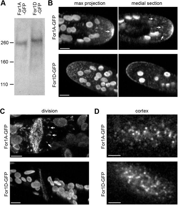 Fig. 1. Subcellular localization of endogenously tagged For1A and For1D. (A) Immunoblot performed with an antibody to GFP on whole-cell extracts from the For1A or For1D lines where the endogenous locus was tagged in frame with sequences encoding three tandem GFP molecules (GFP). The molecular mass in kDa is indicated. Expected sizes for unmodified proteins are: For1A–GFP, 232 kDa; For1D–GFP, 204 kDa. (B,C) Spinning-disc confocal images of For1A–GFP and For1D–GFP in the apical cell (B) and in a dividing cell (C, For1D–GFP) of a protonemal moss filament. (C, For1A–GFP). Laser scanning confocal images (de-noised with NIS elements software) during cell division. Maximum projections from confocal z-stacks are shown in B and C, and the medial plane is also shown in B. Arrows indicate cytoplasmic For1A–GFP accumulations and puncta. Large globular structures are chloroplasts, which display autofluorescence under these imaging conditions. Scale bars: 5 µm. (D) VAEM images of the cell cortex in the For1A–GFP and For1D–GFP lines. Scale bars: 2 µm. See also Movie 1.