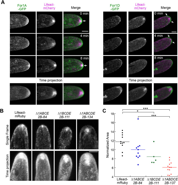 Fig. 4. Simultaneous imaging of For1A–GFP or For1D–GFP with Lifeact–mCherry. (A) Laser-scanning confocal images from the medial plane of an apical cell growing in a microfluidic imaging chamber. Images were de-noised with NIS elements software. Arrows indicate regions of the highest formin signal intensity. Scale bars: 5 µm. See also Movie 5. The time projection is a maximum intensity projection of 24 frames from 8 min of the time-lapse acquisition. (B) Laser-scanning confocal images of Lifeact–mRuby in control and formin-null lines as indicated. The single frame is a timepoint from a time-lapse acquisition, and is a maximum intensity projection of three confocal z-stacks taken near the medial section of the cell. The time projection is a maximum intensity projection of 121 frames from 20 min of the time-lapse acquisition. Scale bar: 5 µm. See also Movie 6. (C) Dot plot of the normalized area of the Lifeact–mRuby signal from the time projections. To normalize, the area was divided by the distance grown over the time-lapse acquisition. An one-way ANOVA with a Tukey HSD post hoc test was performed. *P<0.05; ***P<0.001.