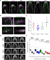 Fig. 3. Analysis of formin localization with respect to endocytic activity labeled with FM4-64. (A) Laser-scanning confocal images of the medial plane of an apical cell growing in a microfluidic imaging chamber. Images were de-noised with NIS elements software. Large structures in the For1A–GFP image are chloroplasts, which display autofluorescence under these imaging conditions. Scale bars: 5 µm. See also Movie 3. (B) Simultaneous VAEM imaging of endogenously tagged formins as indicated at the cell cortex. See also Movie 4. Scale bar: 2 µm. For all images, the formin is green and FM4-64 is magenta in the merged images. (C) Pearson's correlation coefficient comparing the formin and FM4-64 channels acquired with VAEM. Letters above the bars indicate statistical groups with α<0.05 from one-way ANOVA with a Tukey HSD post hoc test (For1A, n=10 cells; For1D, n=11 cells; For1F, n=12 cells; For2A, n=12 cells). (D) Time course of FM1-43 uptake in control (Lifeact–mRuby) and formin-null lines as indicated. Single focal plane laser scanning confocal images of cells are shown immediately after putting cells in FM1-43 (0 min) and at 15 min intervals. Scale bar: 5 µm. (E) Box plot depicting the quantification of the ratio of the intensity of the plasma membrane to the intensity within the cell within 5–7 µm from the cell tip. The box encloses 50% of the data with the median value drawn as a line. Lines extending from the box mark minimum and maximum values for the data set except for data sets with outliers. Outliers falling outside of the upper quartile are value that are 1.5×interquartile distance, and are depicted as open circles. No significant differences were found at each time point using an one-way ANOVA with a Tukey HSD post hoc test (n=10 cells for all lines).
