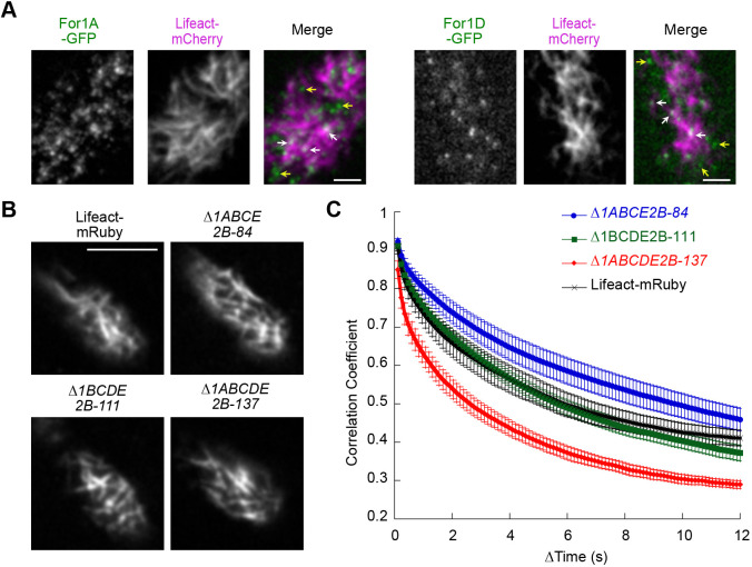 Fig. 5. Characterization of cortical actin in endogenously tagged lines and formin-null lines. (A) Simultaneous VAEM imaging of For1A–GFP or For1D–GFP with Lifeact–mCherry at the cell cortex. Scale bars: 2 µm. See also Movie 7. White arrows indicate examples of formin cortical foci overlapping with actin filaments; yellow arrows indicate examples of formin foci that are not associated with actin filaments. For all images, formin is green and Lifeact–mCherry is magenta in the merged images. (B) VAEM images of cortical actin labeled with Lifeact–mRuby in control and the indicated formin-null lines. Scale bar: 5 µm. See also Movie 8. (C) Quantification of cortical actin dynamics under the indicated conditions. The correlation coefficient between two images was calculated at all possible temporal spacings (time interval). Error bars represent s.e.m. (Lifeact–mRuby, n=10; Δfor1ABCE2B-84, n=13; Δfor1BCDE2B-111, n=14; Δfor1ABCDE2B, n=10).