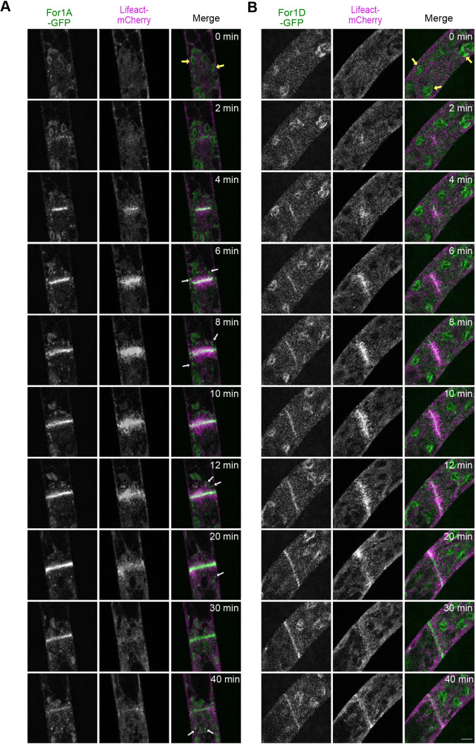 Fig. 2. Subcellular localization of endogenously tagged For1A and For1D during cell division. Laser-scanning confocal microscope images of For1A–GFP (A) and For1D–GFP (B) with Lifeact–mCherry in dividing cells. Images are a single focal plane acquired every 20 s and deconvolved with NIS elements software (type Richardson–Lucy). White arrows indicate cytoplasmic For1A–GFP accumulations and puncta. Large globular structures are chloroplasts (yellow arrows), which display autofluorescence under these imaging conditions. Scale bar: 5 µm. See also Movie 2.