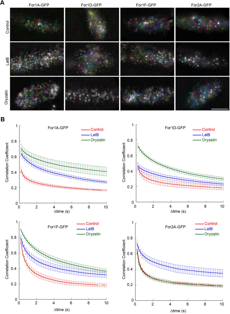 Fig. 7. Formins are differentially affected by cytoskeletal inhibitors. (A) VAEM imaging of endogenously tagged formins at the cell cortex. See also Movie 11. Three frames taken every 200 ms from a time-lapse acquisition were false-colored red, green and blue and then merged into a single image. Movement of cortical dots from one frame to the next appear colored in the merge. If the particle does not move, then the red–green–blue merge results in a white particle. Scale bar: 2 µm. (B) Quantification of cortical formin dynamics under the indicated conditions. The correlation coefficient between two images was calculated at all possible temporal spacings (time interval). Error bars represent s.e.m. (n=10 cells except for For1A control, n=9; For1D LatB, n=8; For2A LatB, n=11).