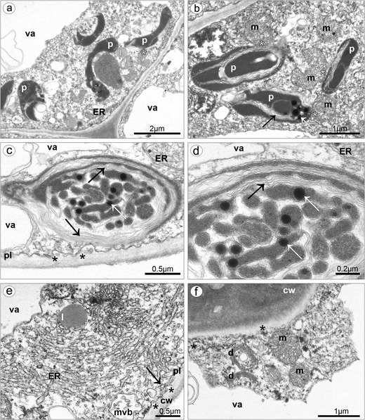 Fig. 9