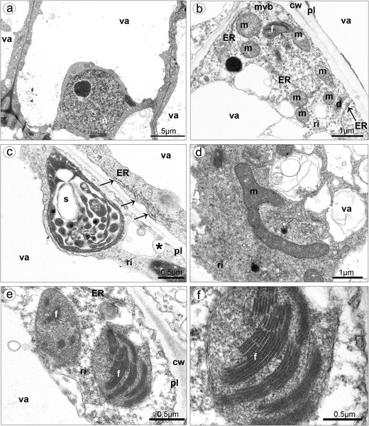 Fig. 10