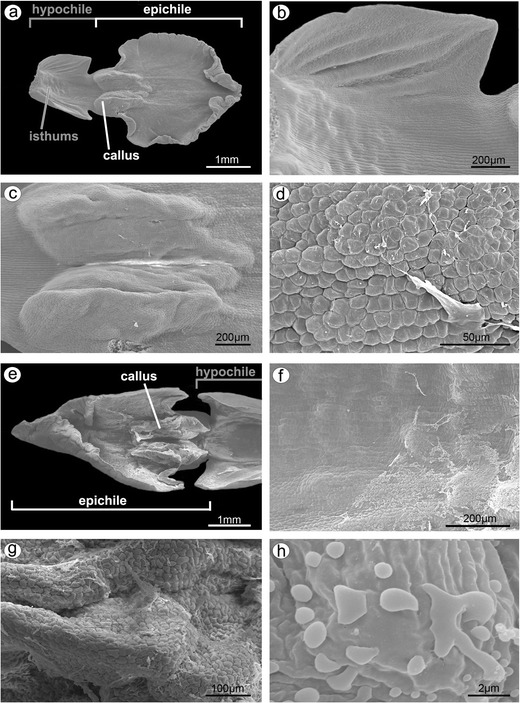 Fig. 11