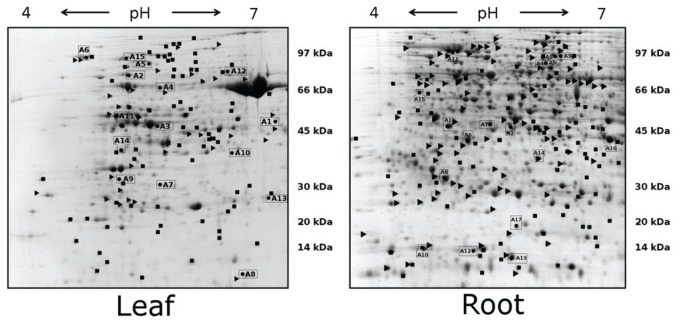 FIGURE 2