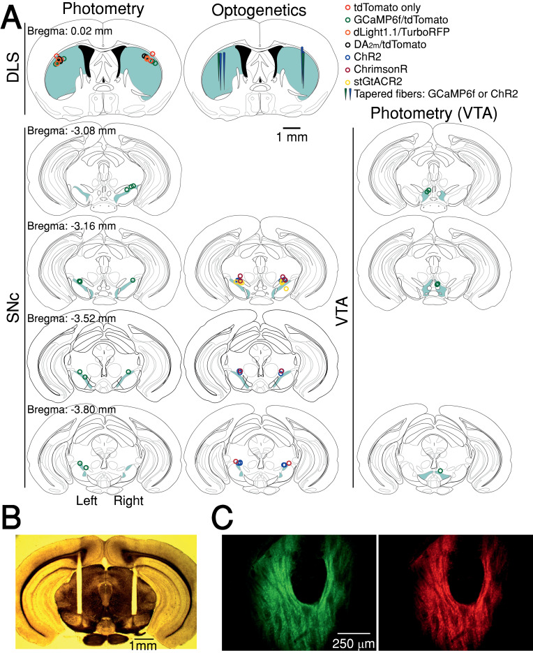 Figure 1—figure supplement 2.