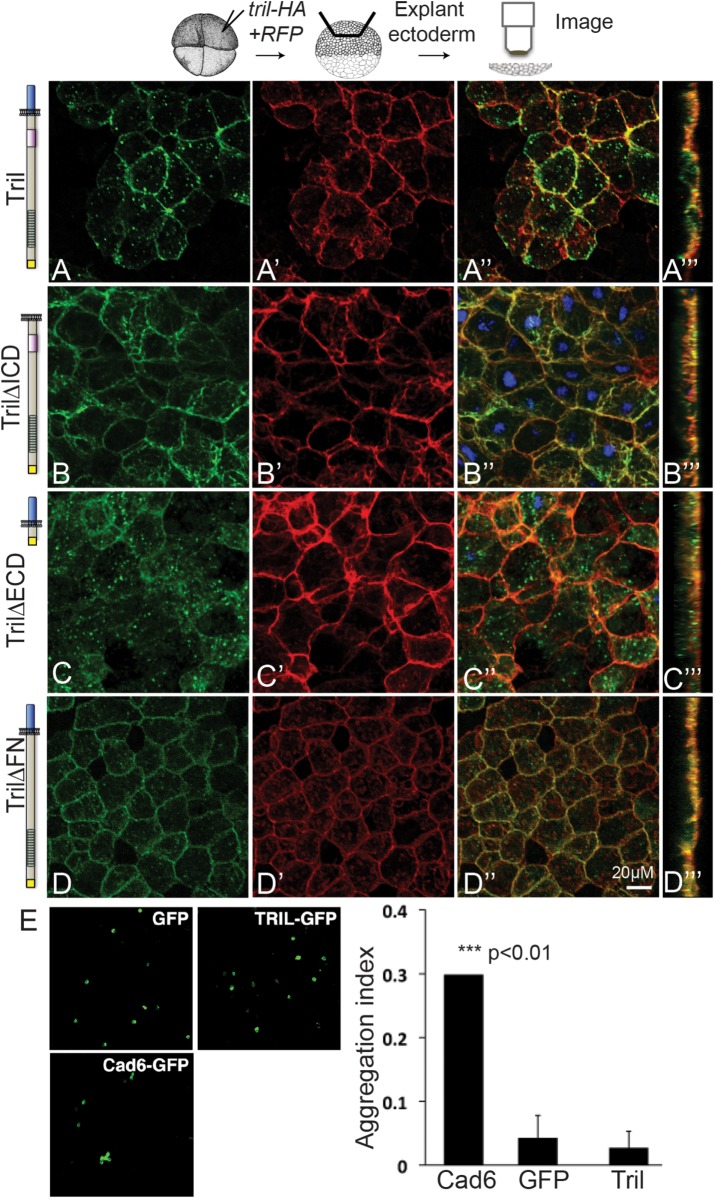 FIGURE 3: