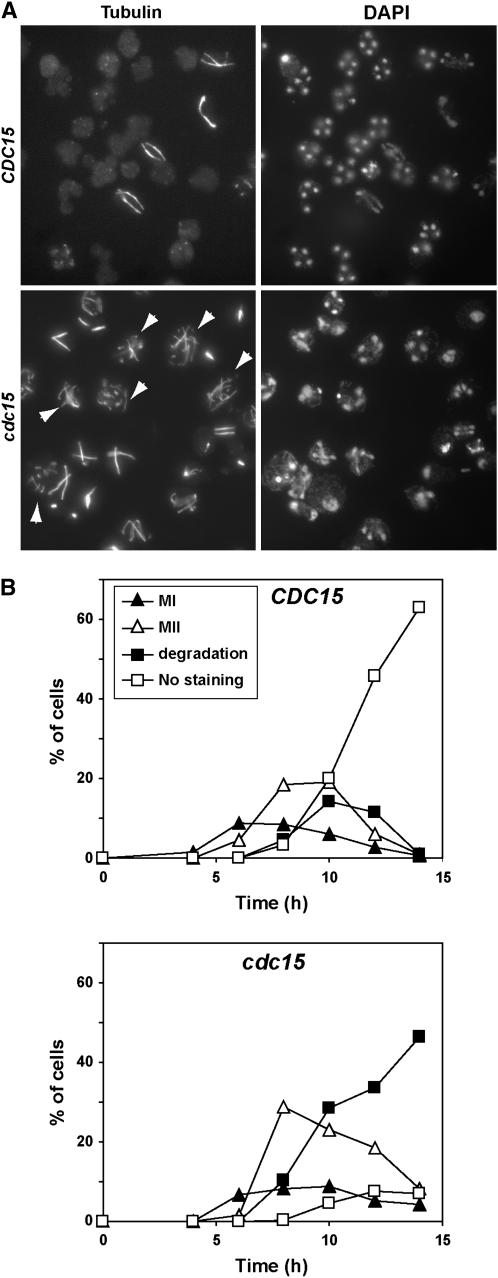 Figure 2.—