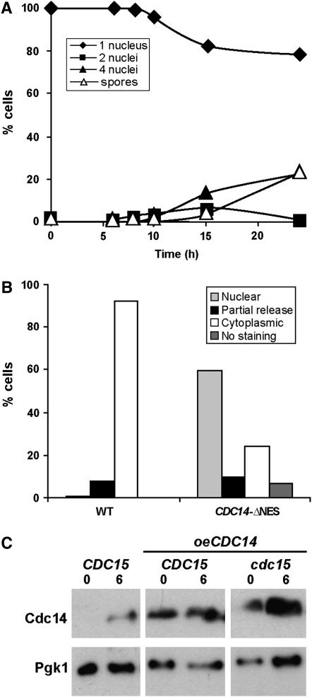 Figure 7.—