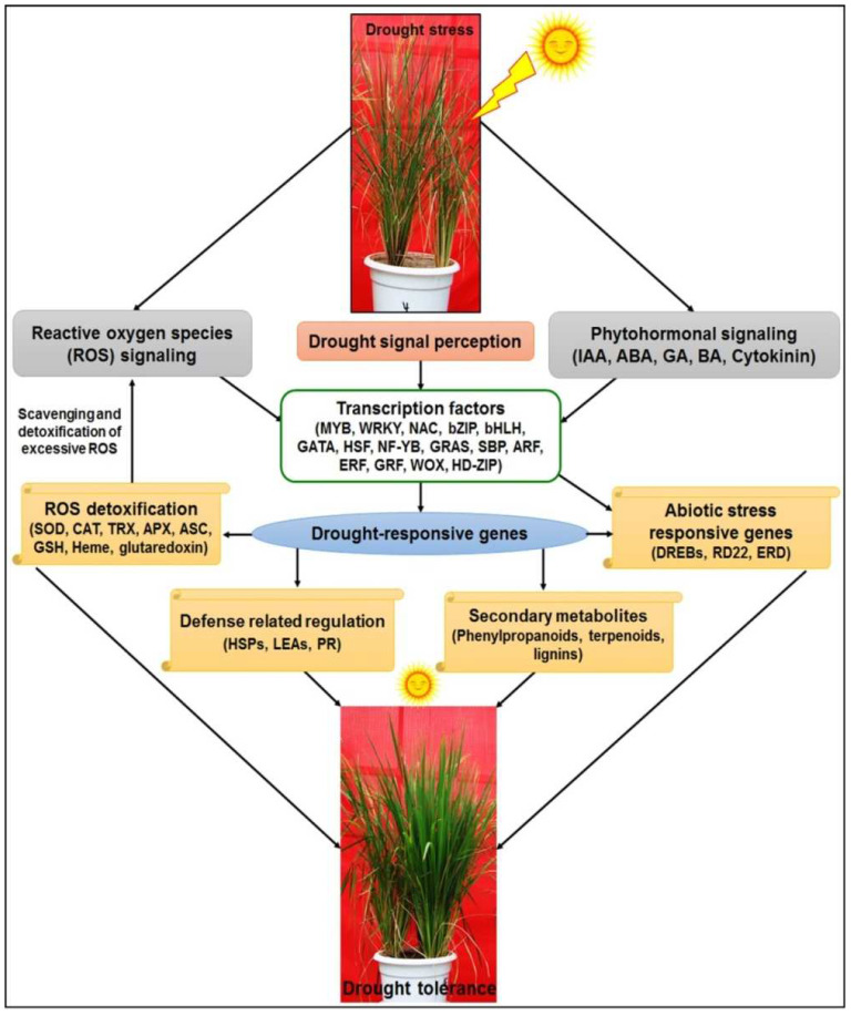 Figure 15