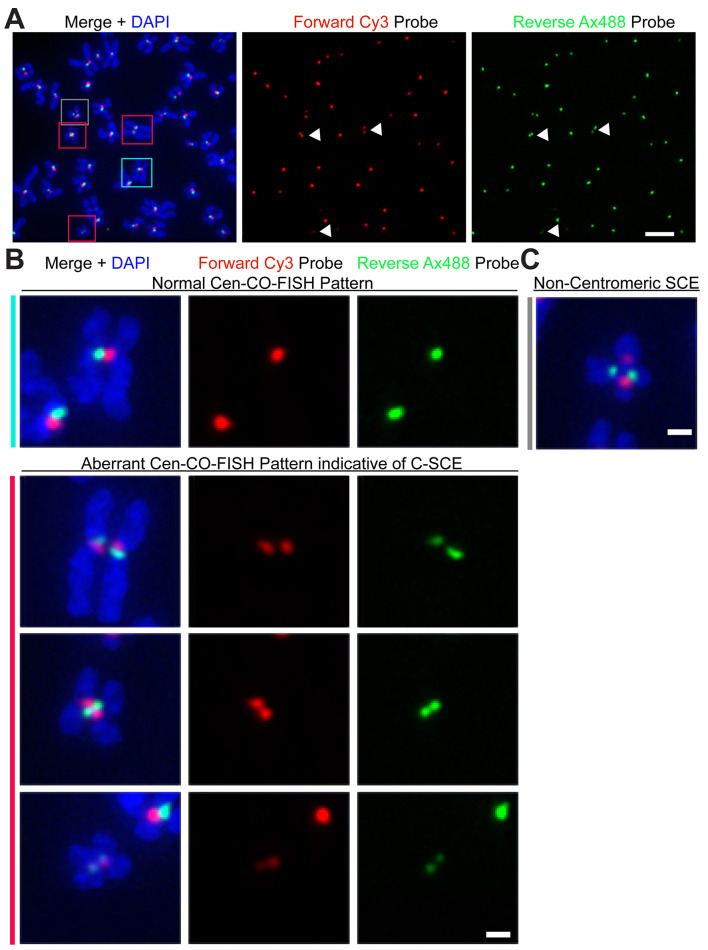 Figure 2.