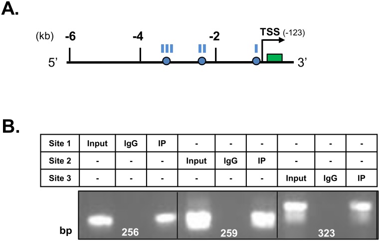 Fig 8