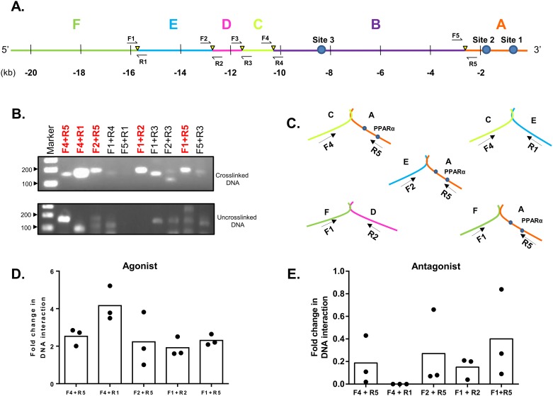 Fig 10