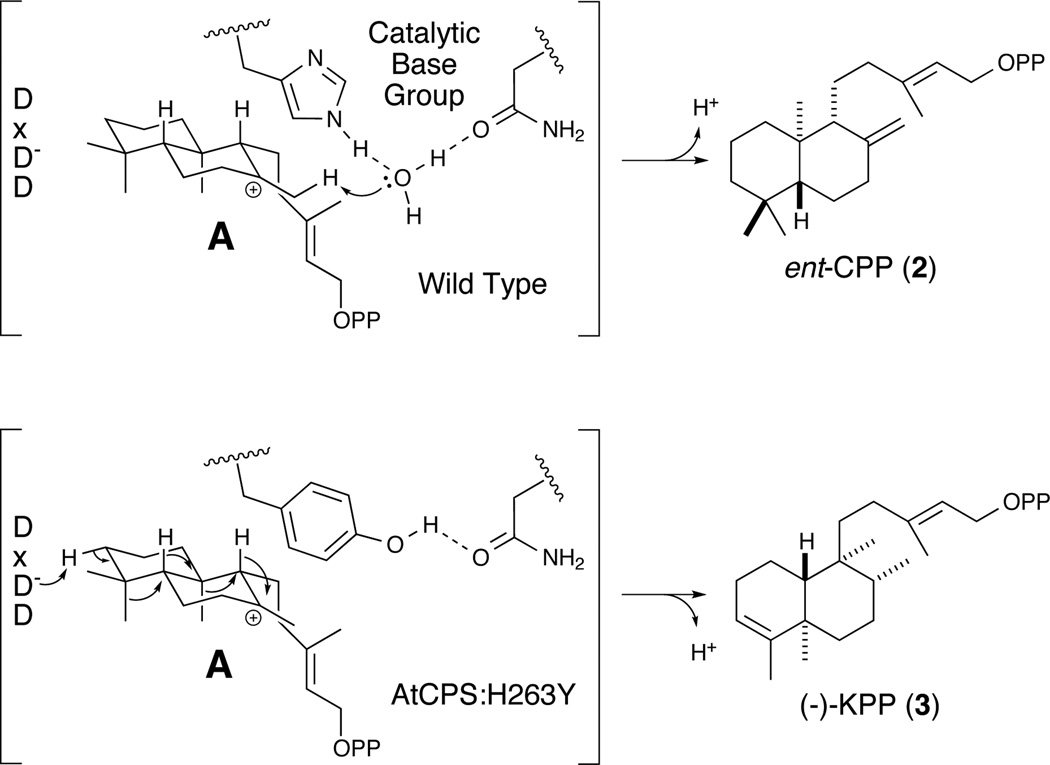 Scheme 2