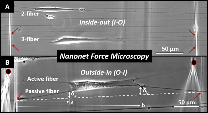 FIGURE 2: