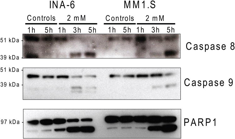 Figure 2B