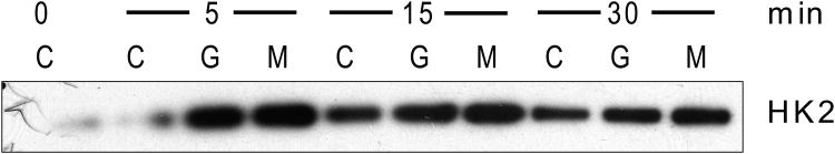 Figure 3A