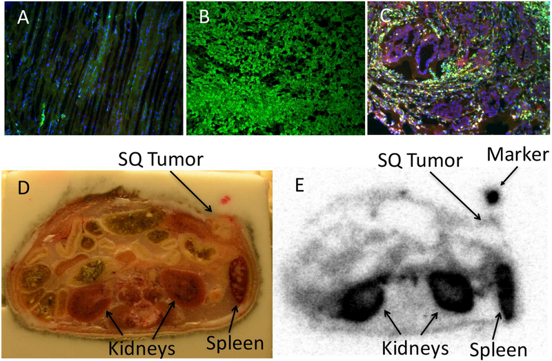 Figure 4: