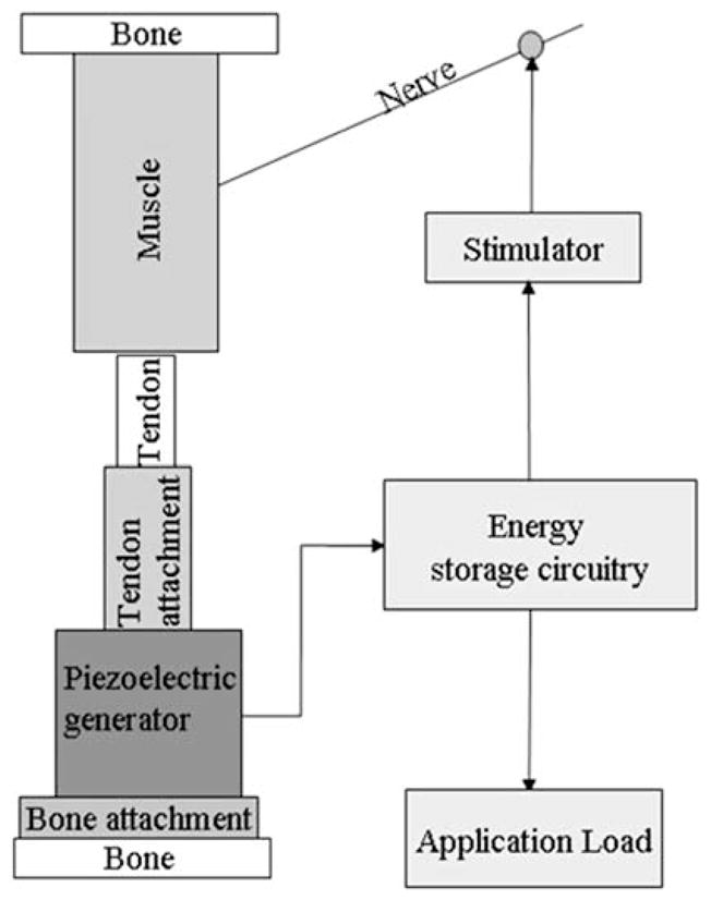 In Vivo Demonstration Of A Self-sustaining, Implantable, Stimulated 