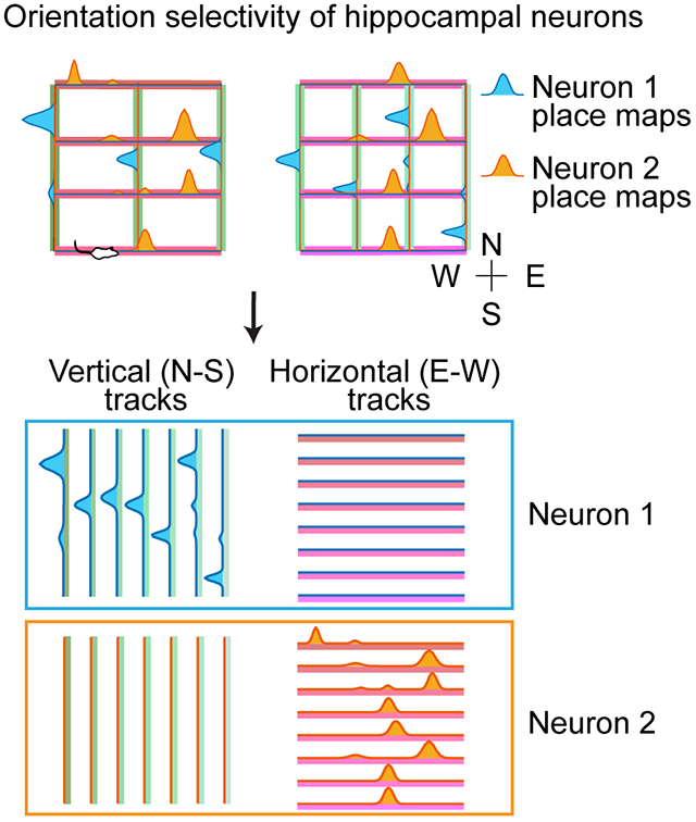 graphic file with name nihms-1735027-f0001.jpg