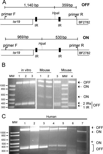 FIG. 5.