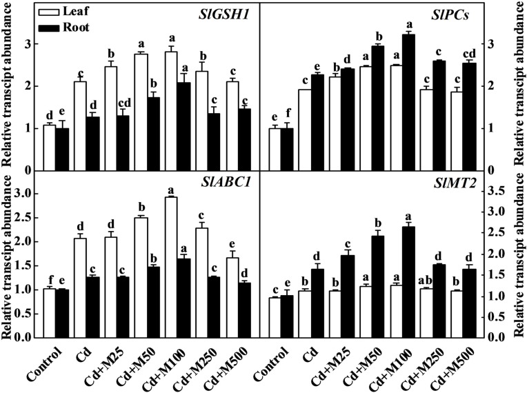 FIGURE 6