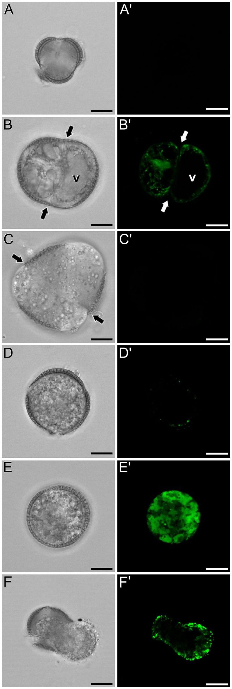 Figure 7