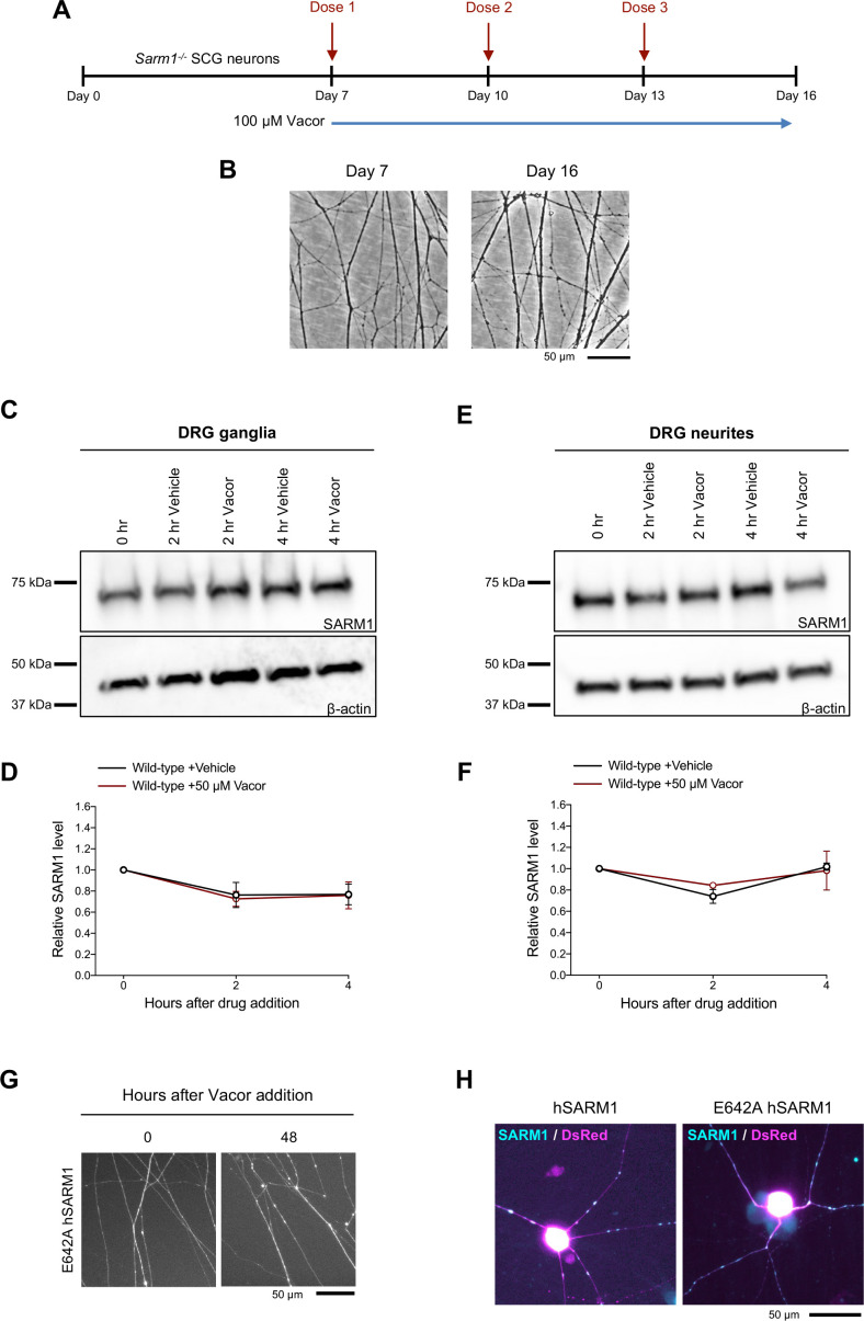 Figure 2—figure supplement 1.