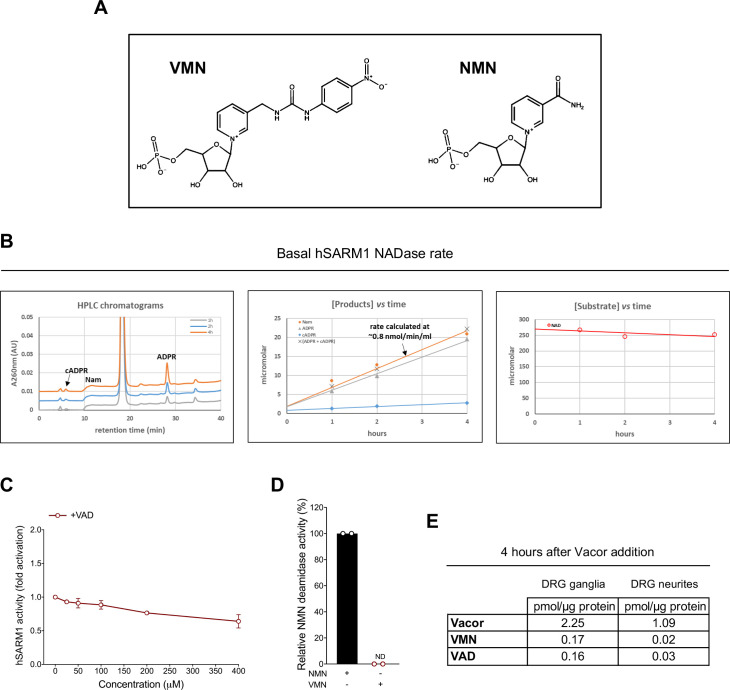 Figure 5—figure supplement 1.