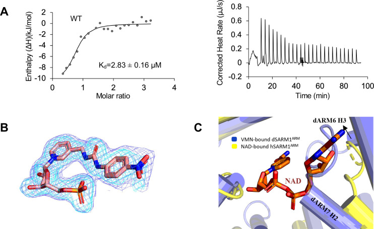 Figure 6—figure supplement 1.