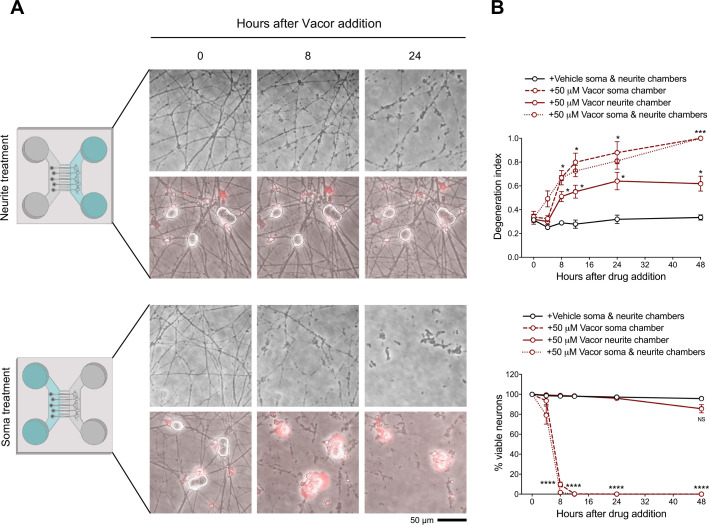 Figure 2—figure supplement 2.