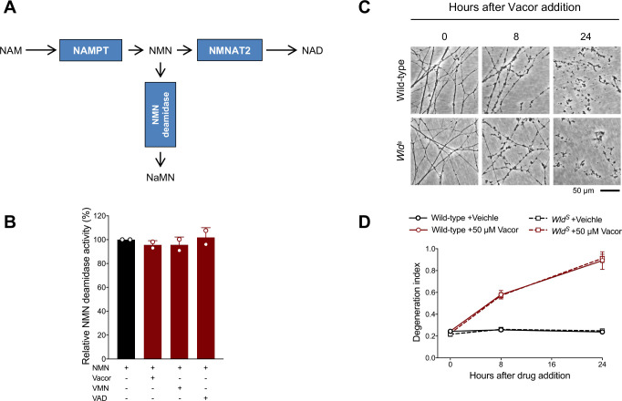 Figure 4—figure supplement 1.