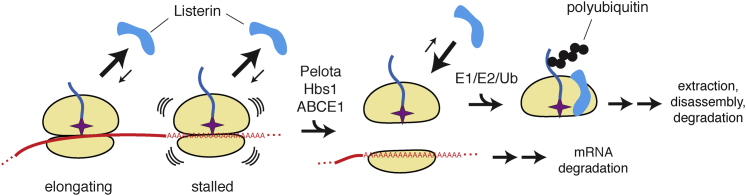 Figure 7