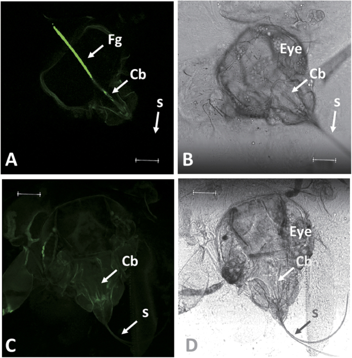 Figure 6