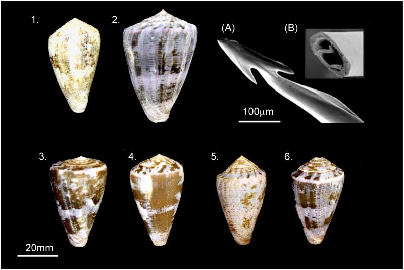 Fig. 1