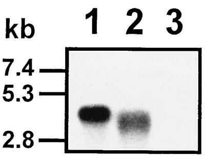 FIG. 7