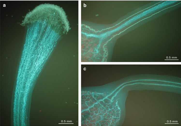 Fig. 1