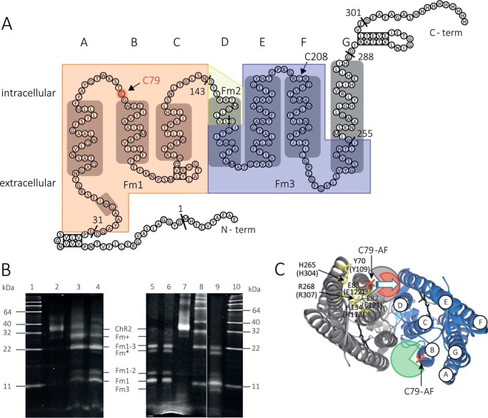 FIGURE 3.