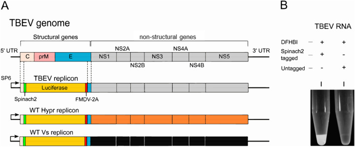 FIG 1